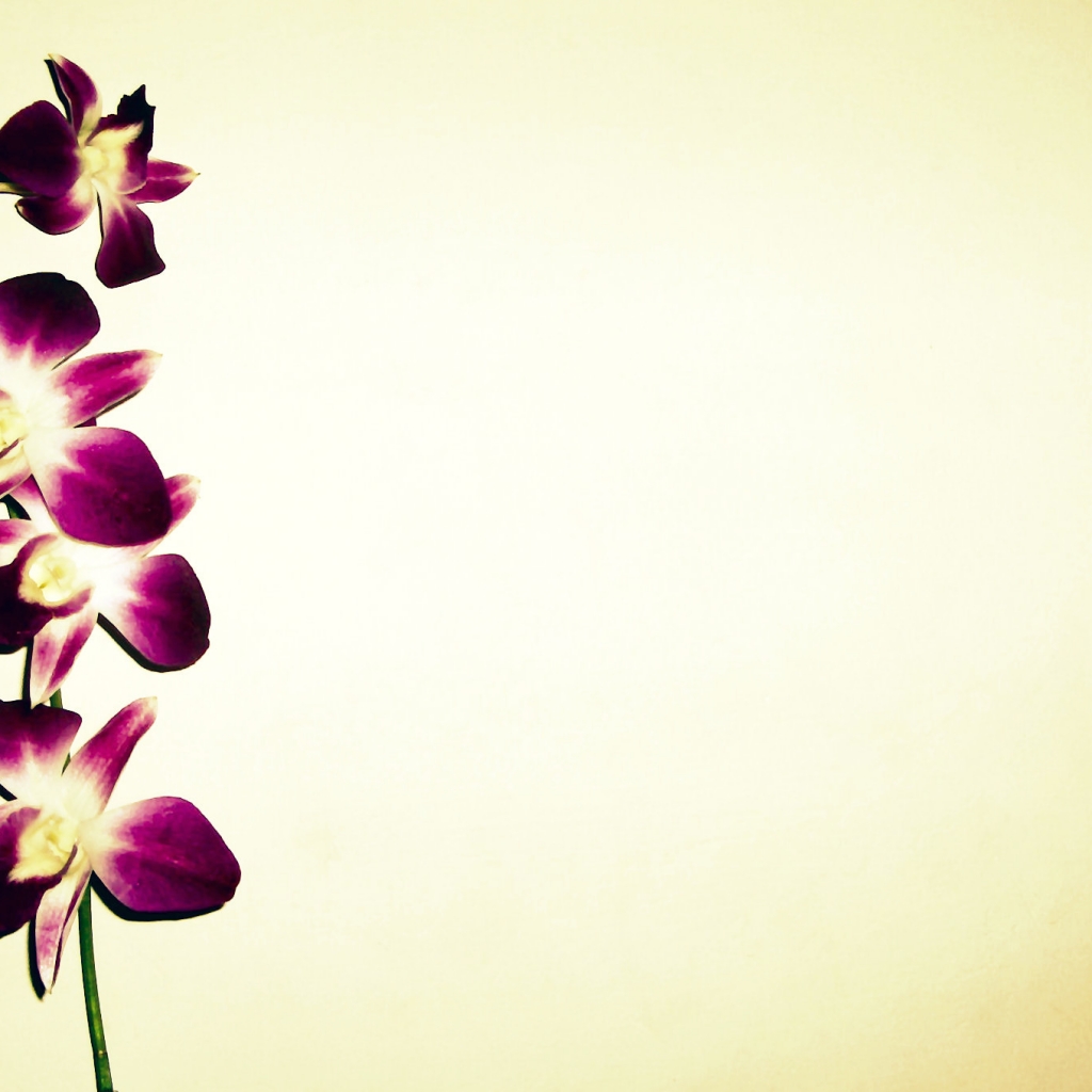 Orchid Wallpaper Rating Reer Nden Itemreed