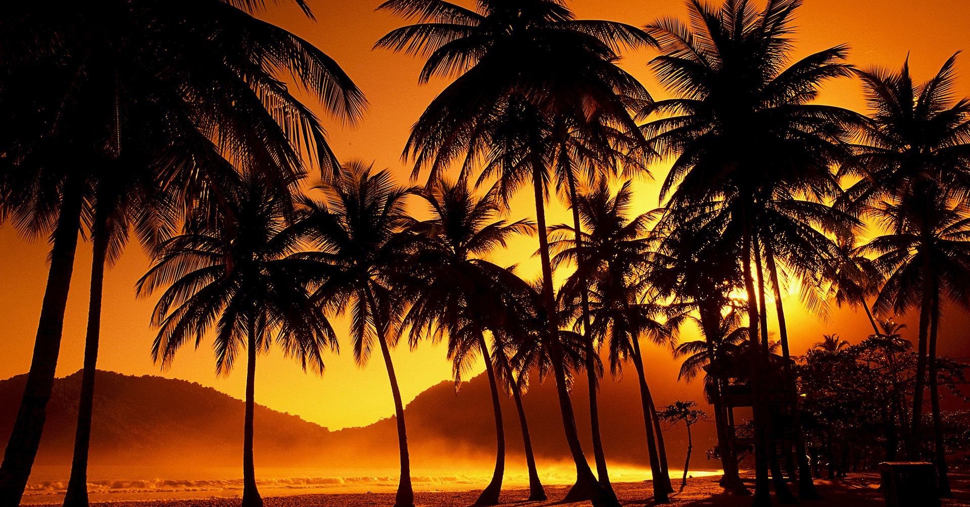 Palm Tree Desktop Wallpaper HD Background Of Your Choice