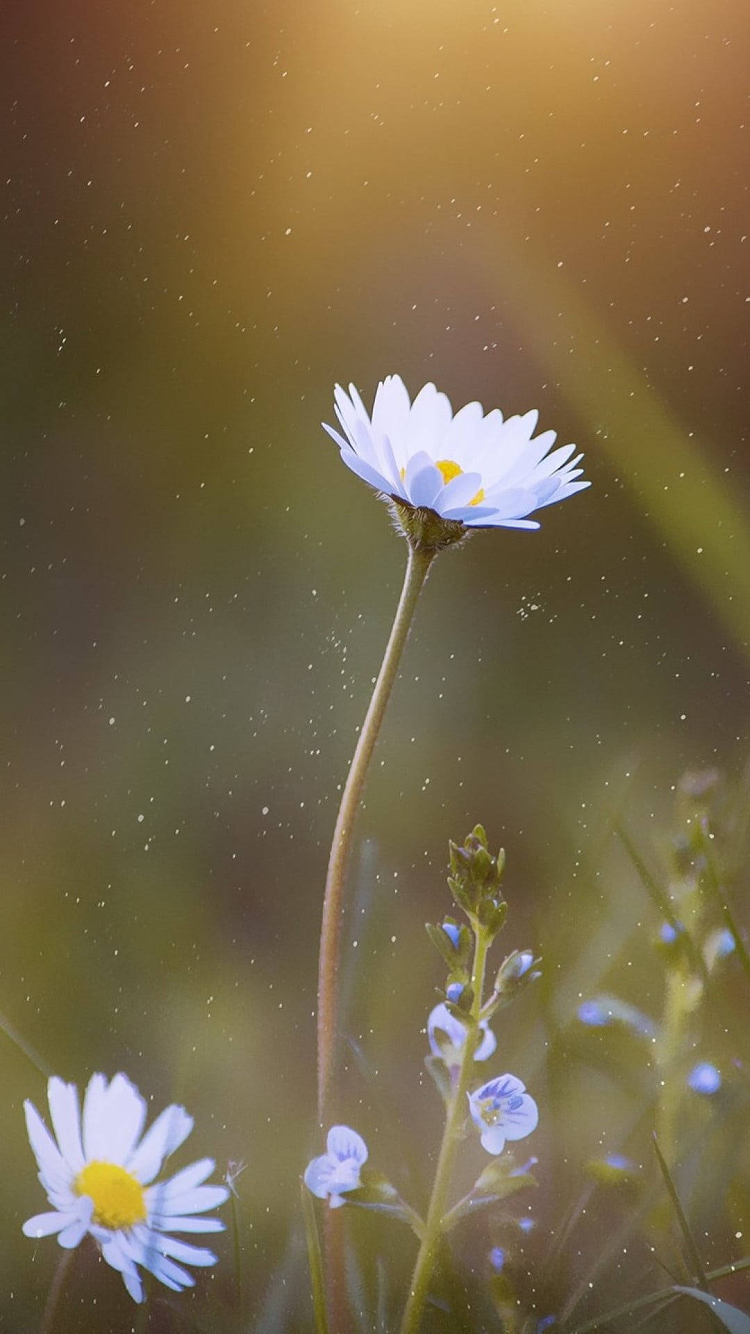Daisy Aesthetic Computer Wallpaper