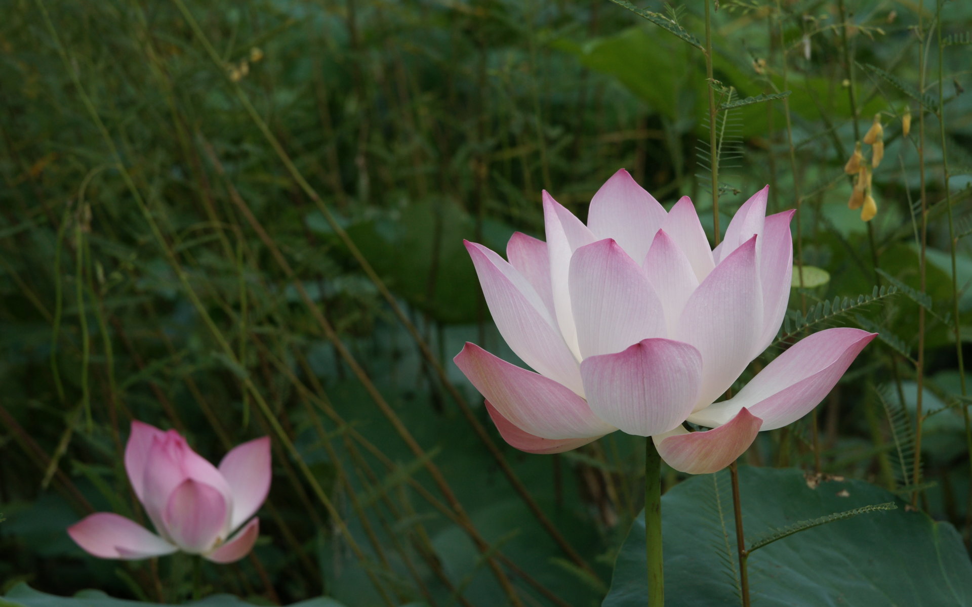 Lotus Flower Background Wallpaper
