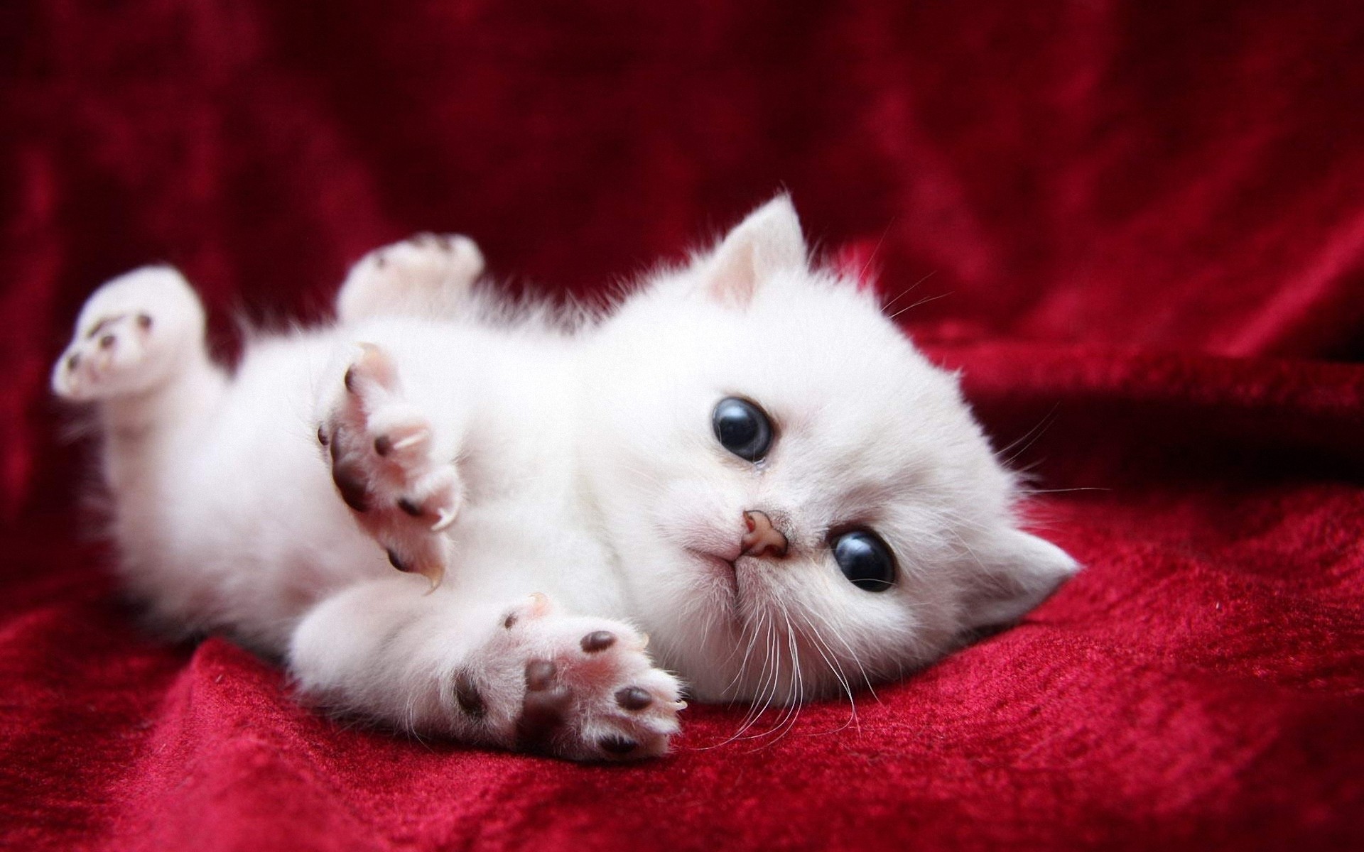 White Cats Are Beautiful Photos Kitty Er