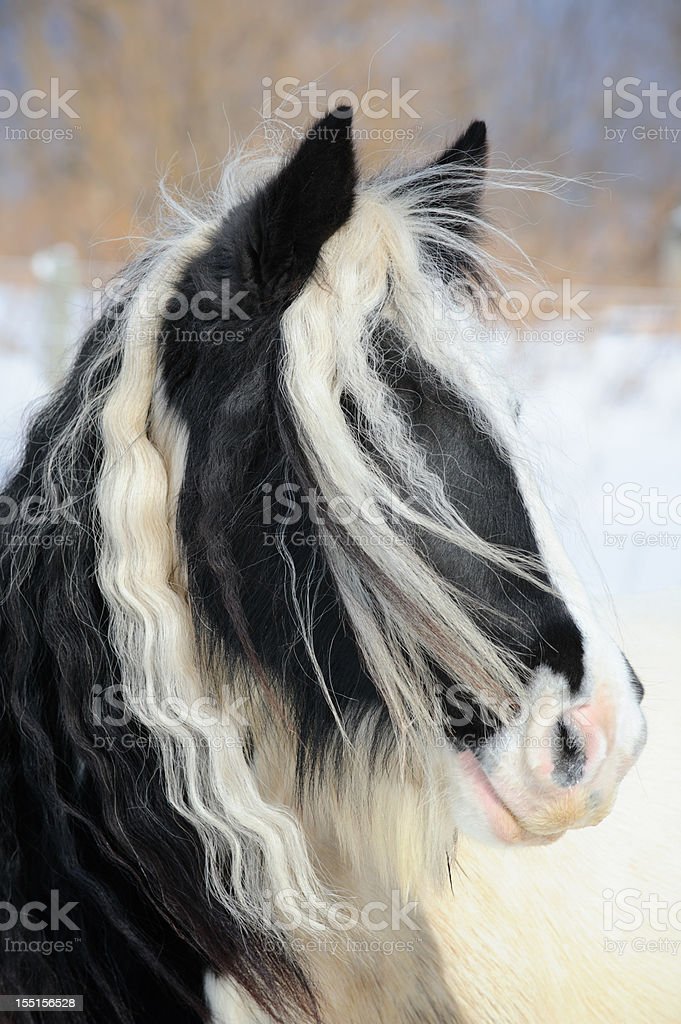 Gypsy Vanner Horse Head Shot Long Mane And Forelock Hair Stock