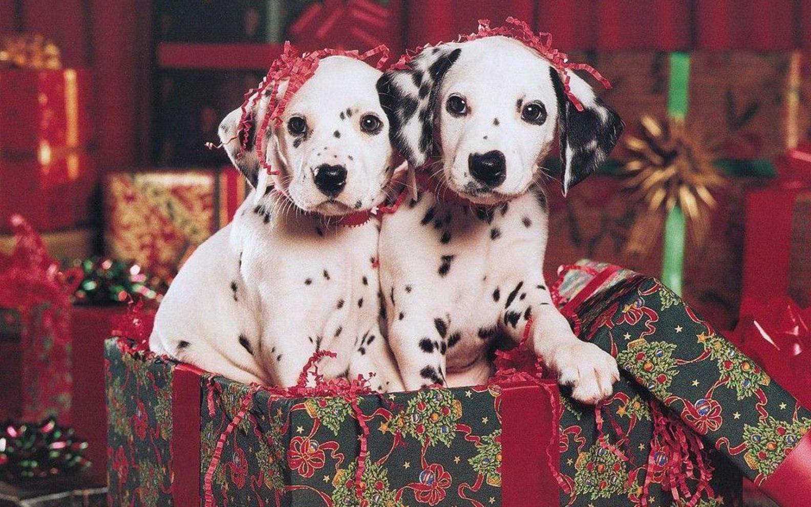Christmas Puppy Wallpaper HD