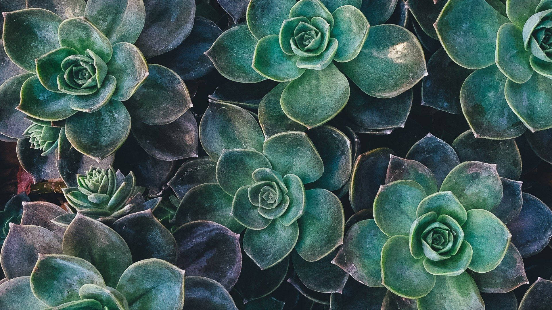 Pastel Green Aesthetic Laptop Wallpaper