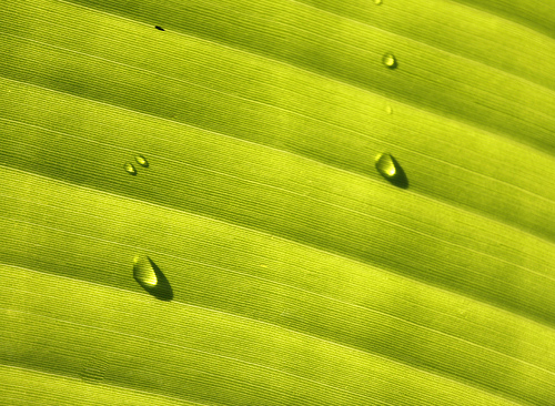 Banana leaf abstract texture and pattern with water droplets Flickr 500x366