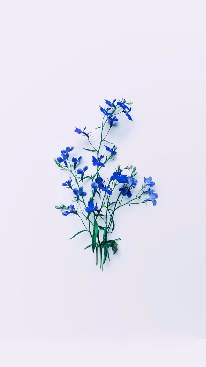 Unsavory Flower Aesthetic Blue Flowers