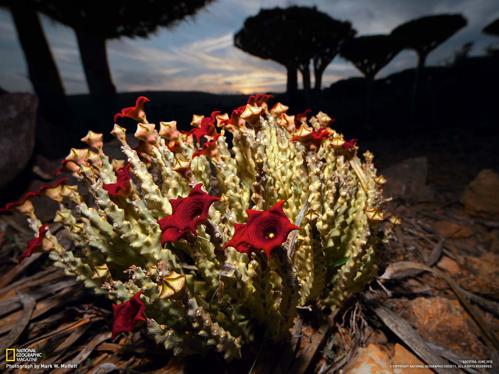 Source Url Ngm Nationalgeographic Socotra Melford