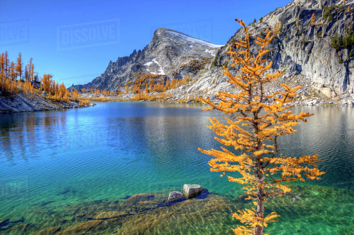 Wa Alpine Lakes Wilderness Enchantment Golden Larch Tree