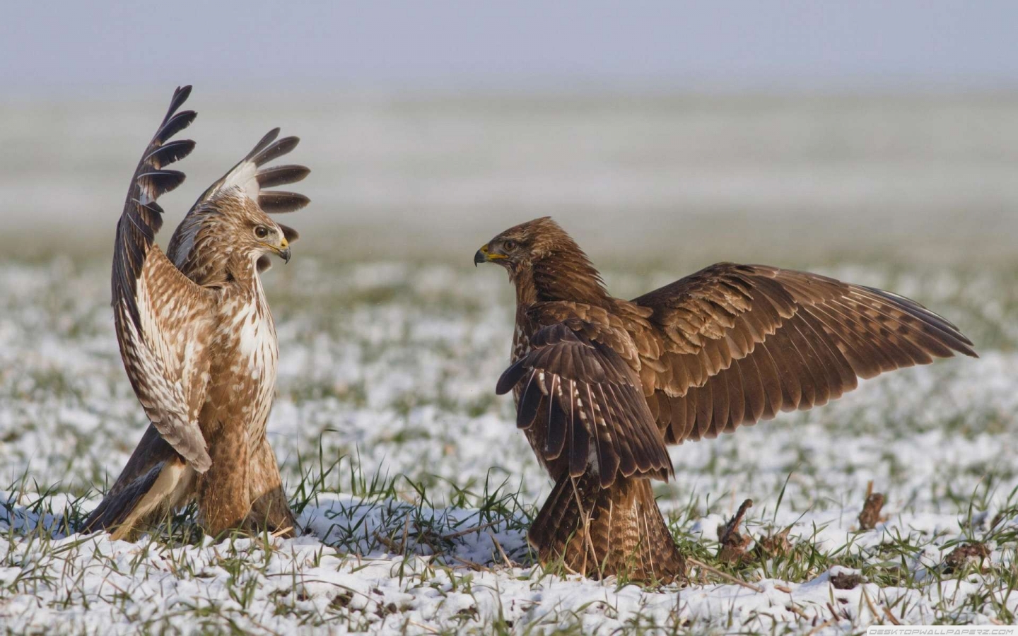 Fight Red Tail Hawk Eagles HD Wallpaper Res