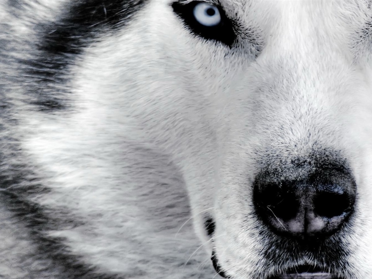 🔥 Download White Wolf HD Wallpaper Desktop by @shumphrey | White Wolf ...