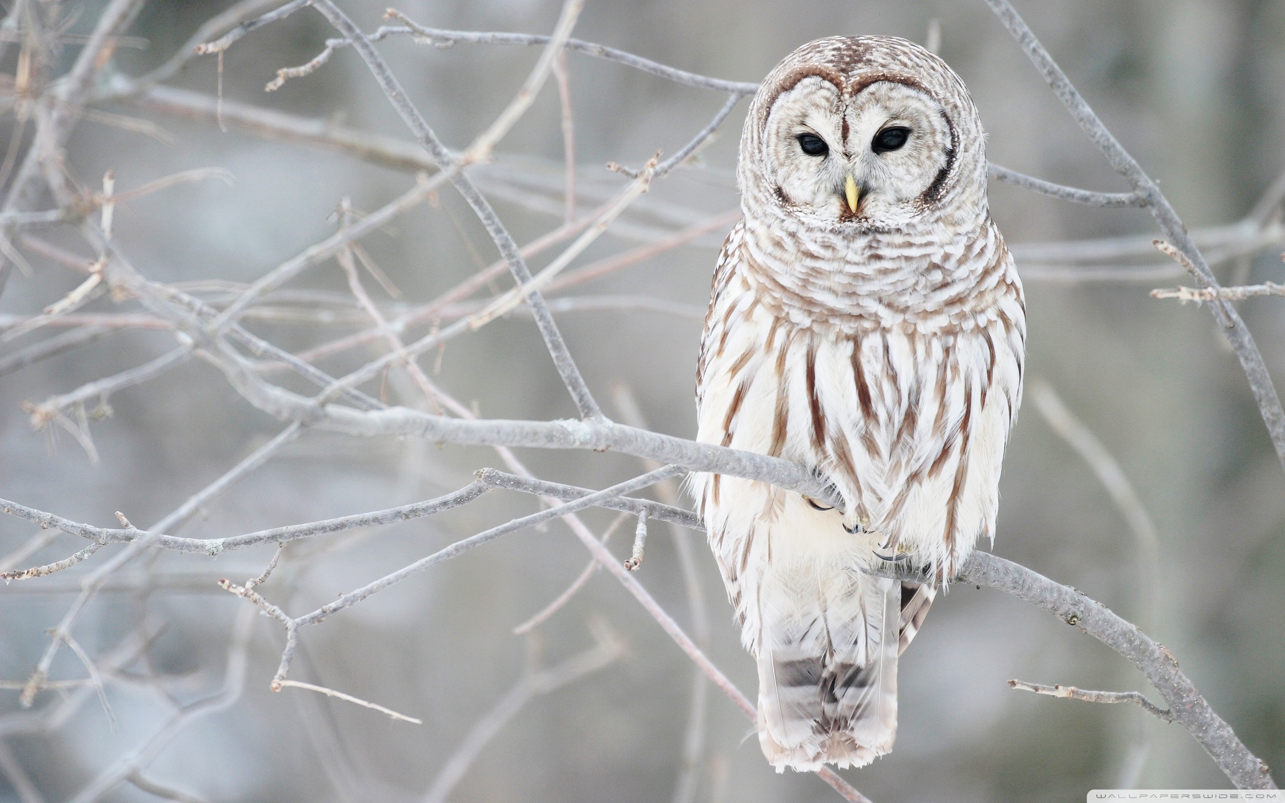 White Owl Wallpaper HD