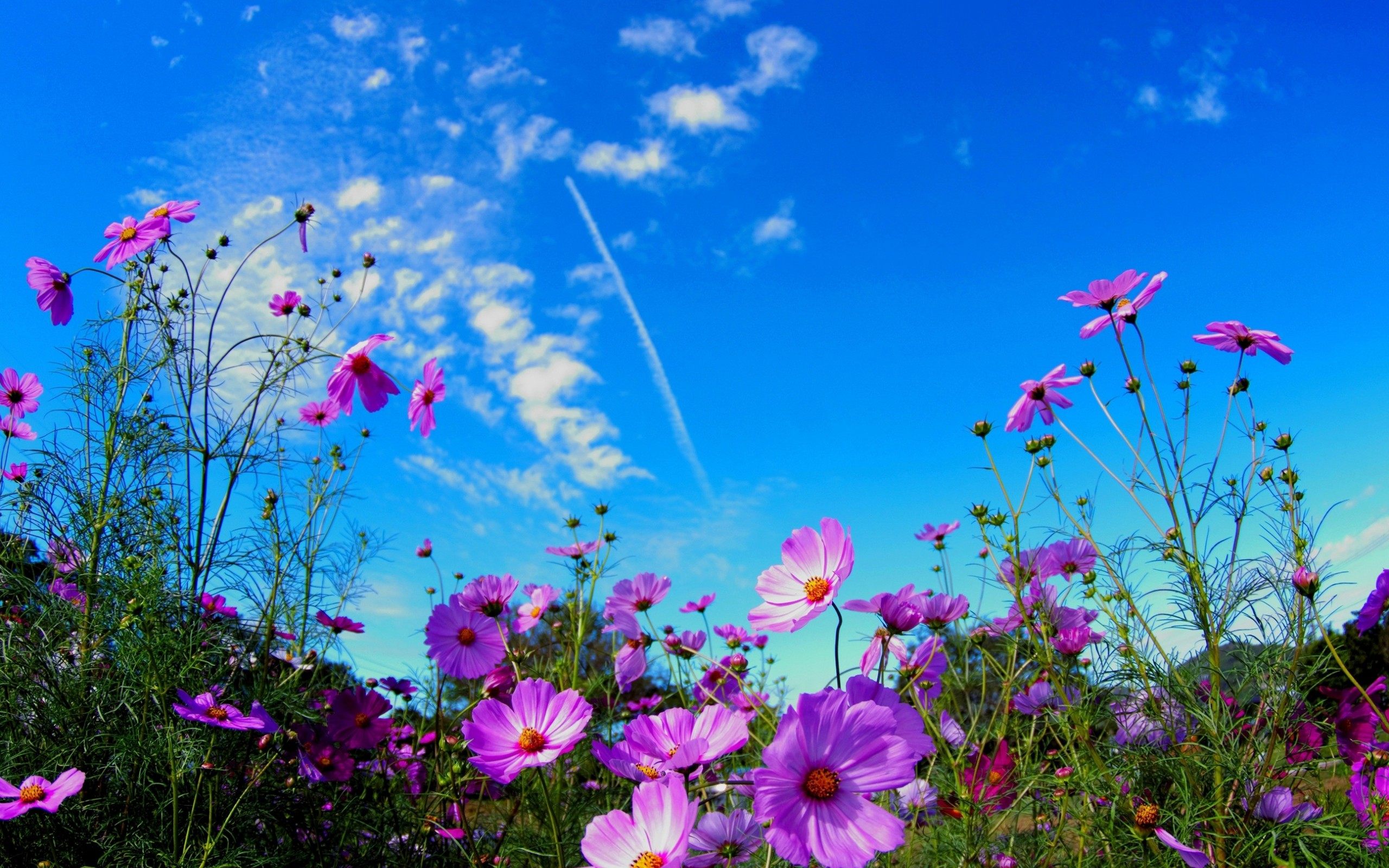 Field Flowers Wallpaper For Desktop Of Pink