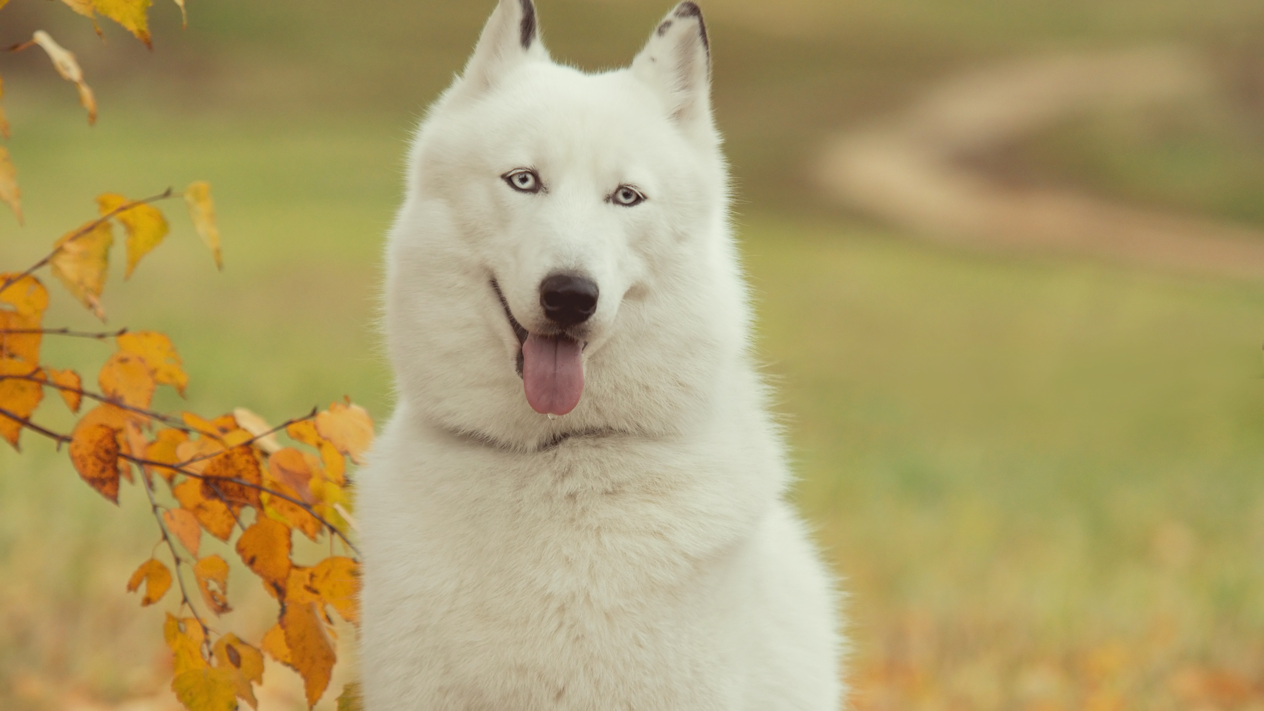 White Siberian Husky Wallpaper And Image Pictures