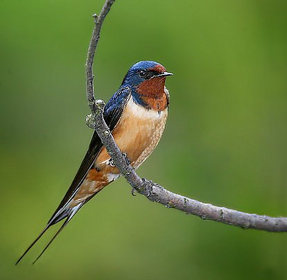 Amethjera S Broom With A Swallows Birds Of Magick