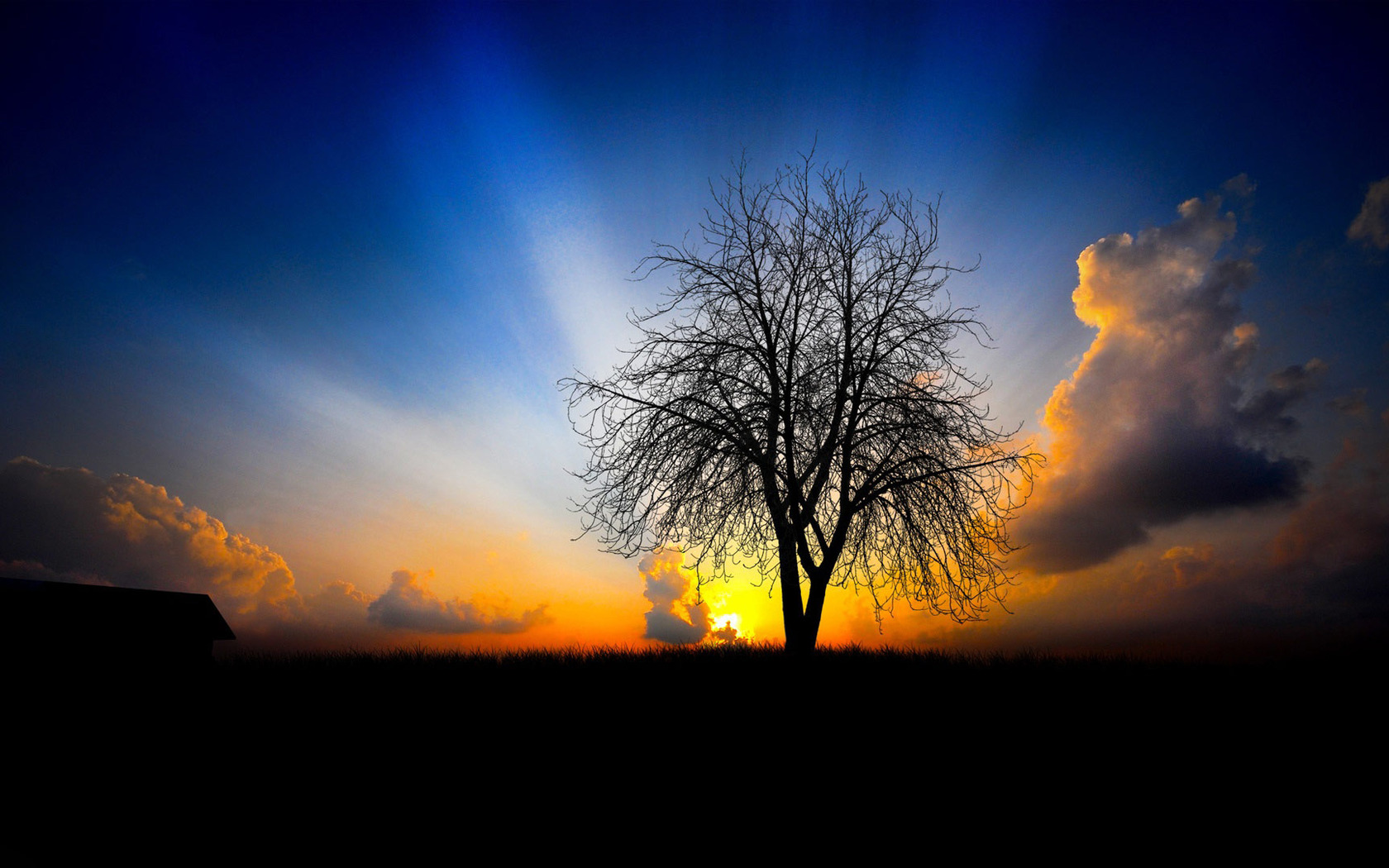 Lone Tree In The Sunset Wallpaper