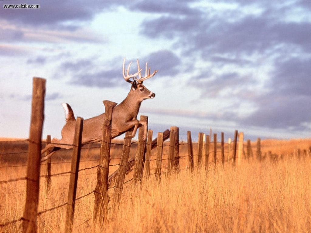 Whitetail Deer Wallpaper And Screensaver