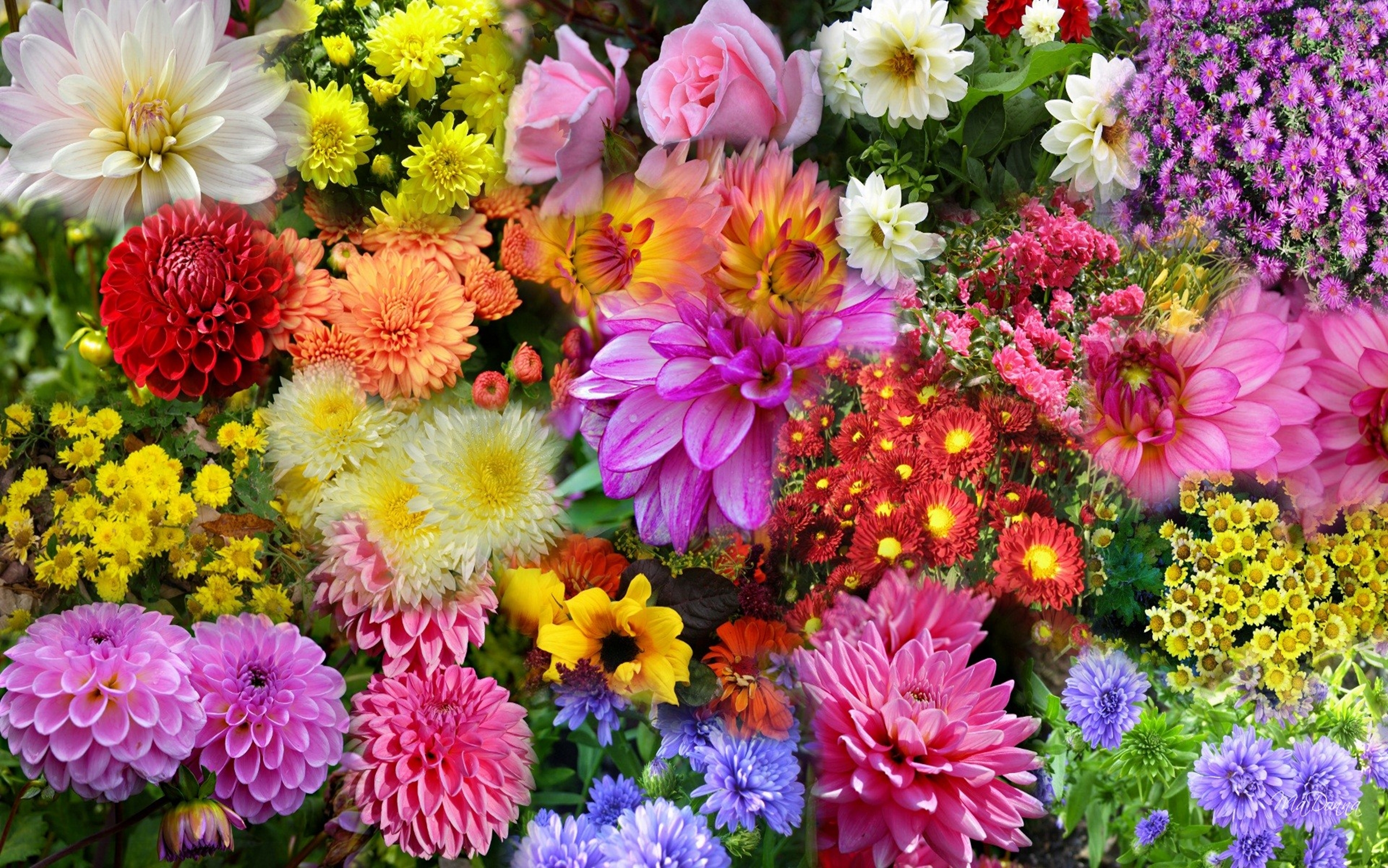 Colorful Floral Delight Wallpaper