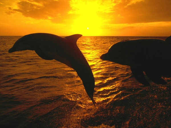Dolphin Sunset Wallpaper Dolphins Desktop