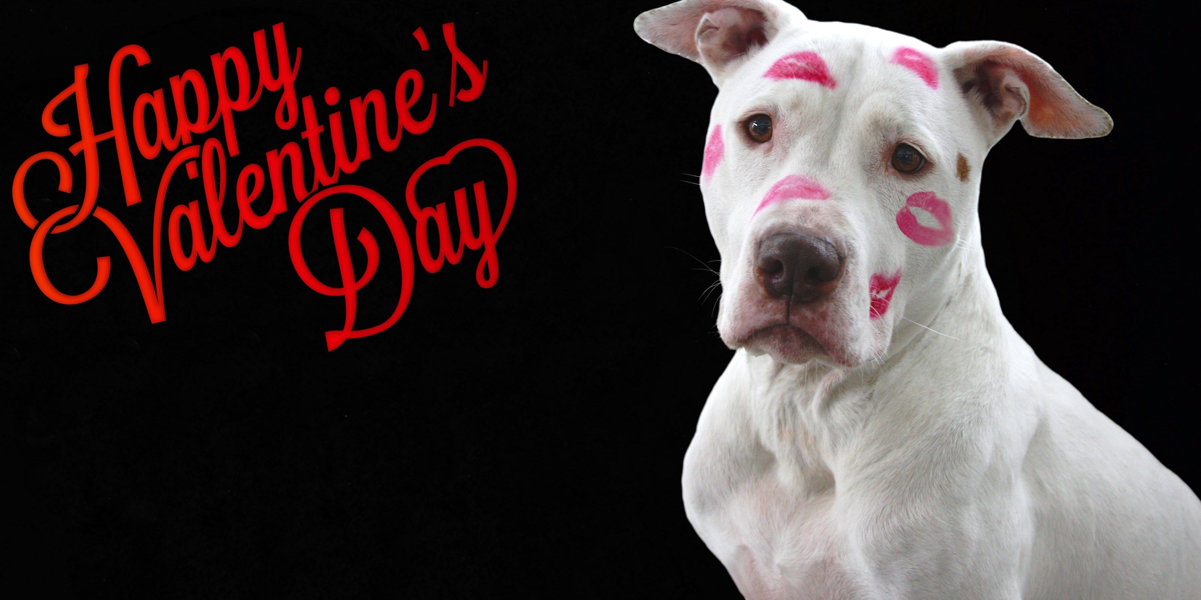 Valentine Dog Desktop Wallpaper At Wallpaperbro