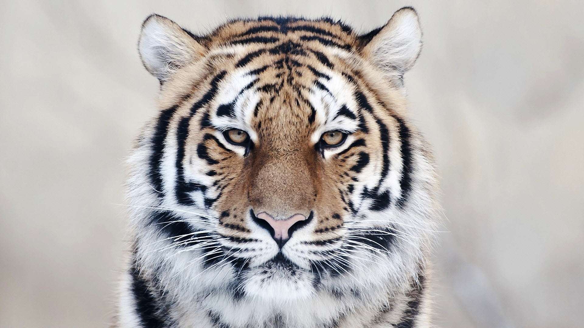 Tiger Face Wallpaper HD New Best Collection Of Animal