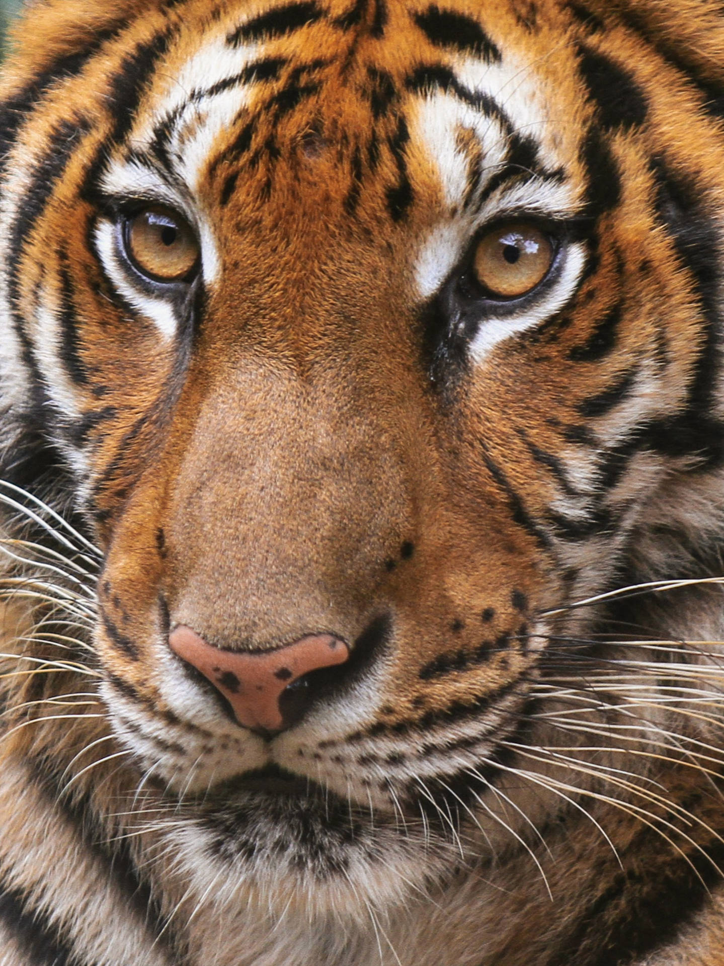 Top Tiger iPhone Wallpaper Full HD 4k To Use