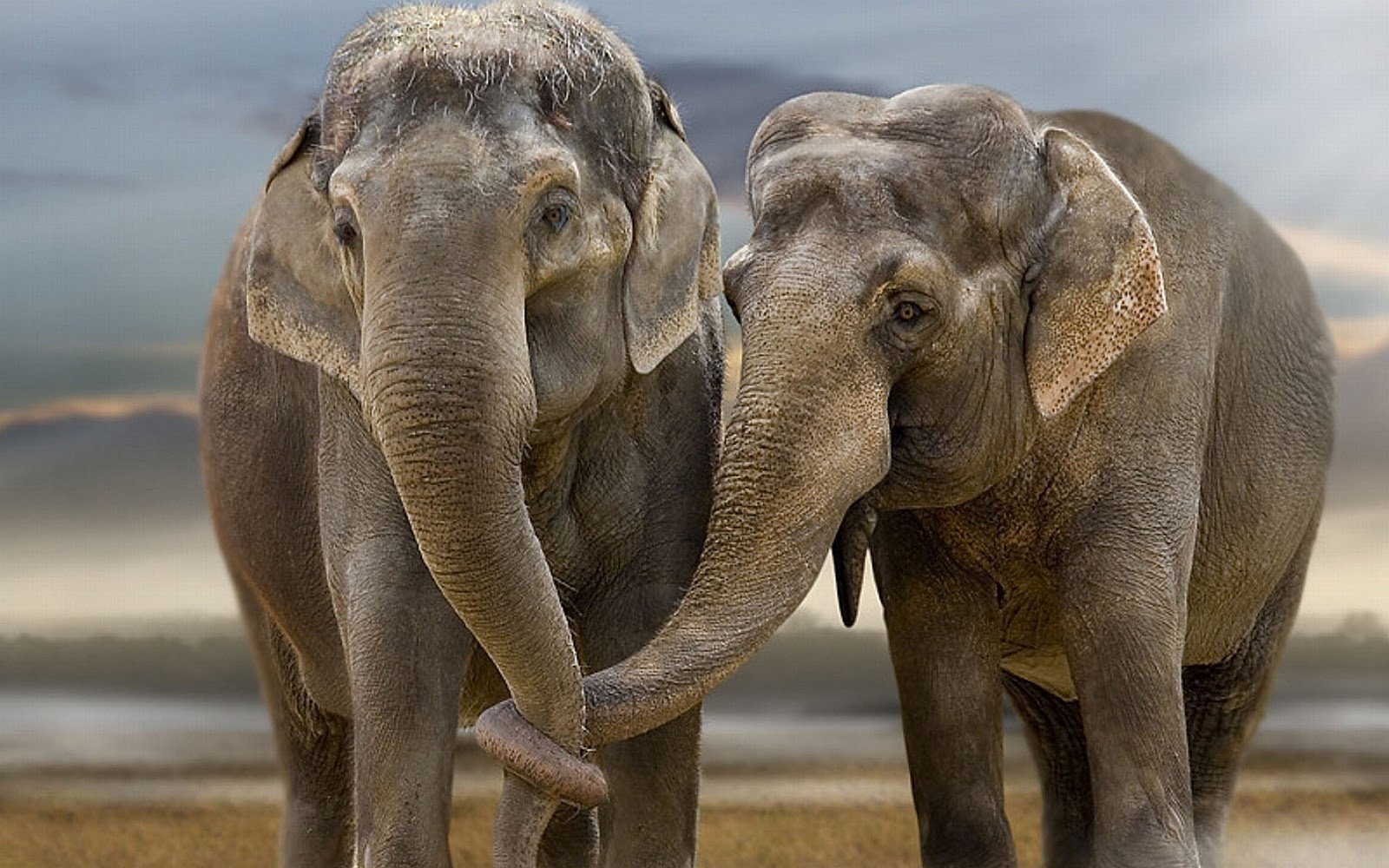 Elephant Wallpaper
