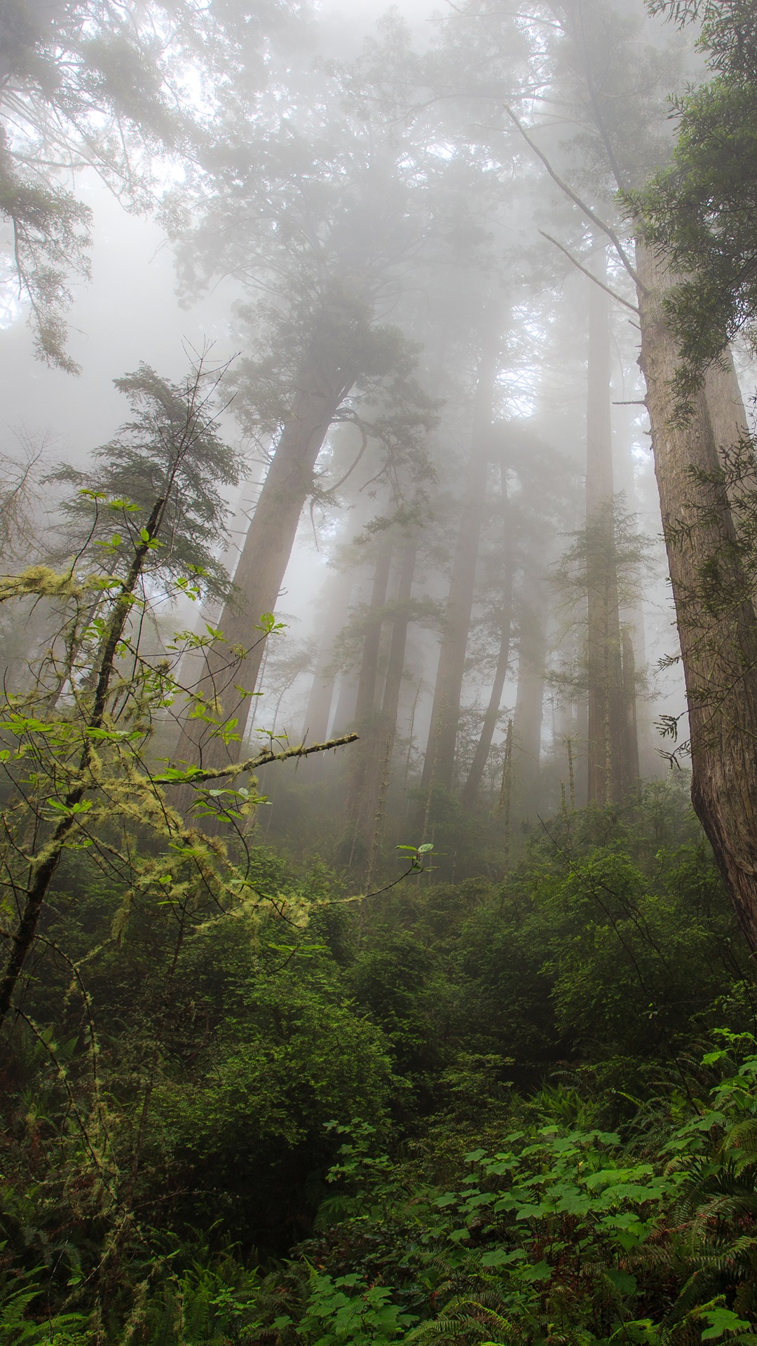 Northern California Redwood Heaven Trees iPhone Wallpaper