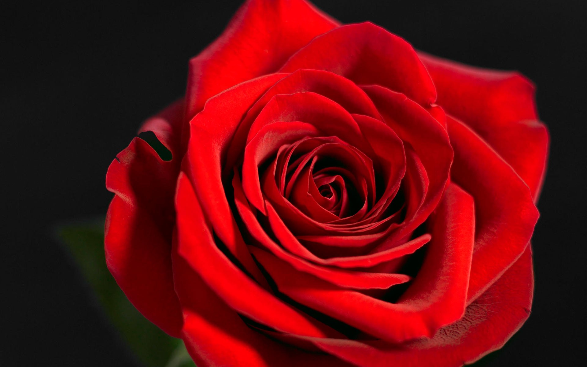 Red Rose Wallpaper