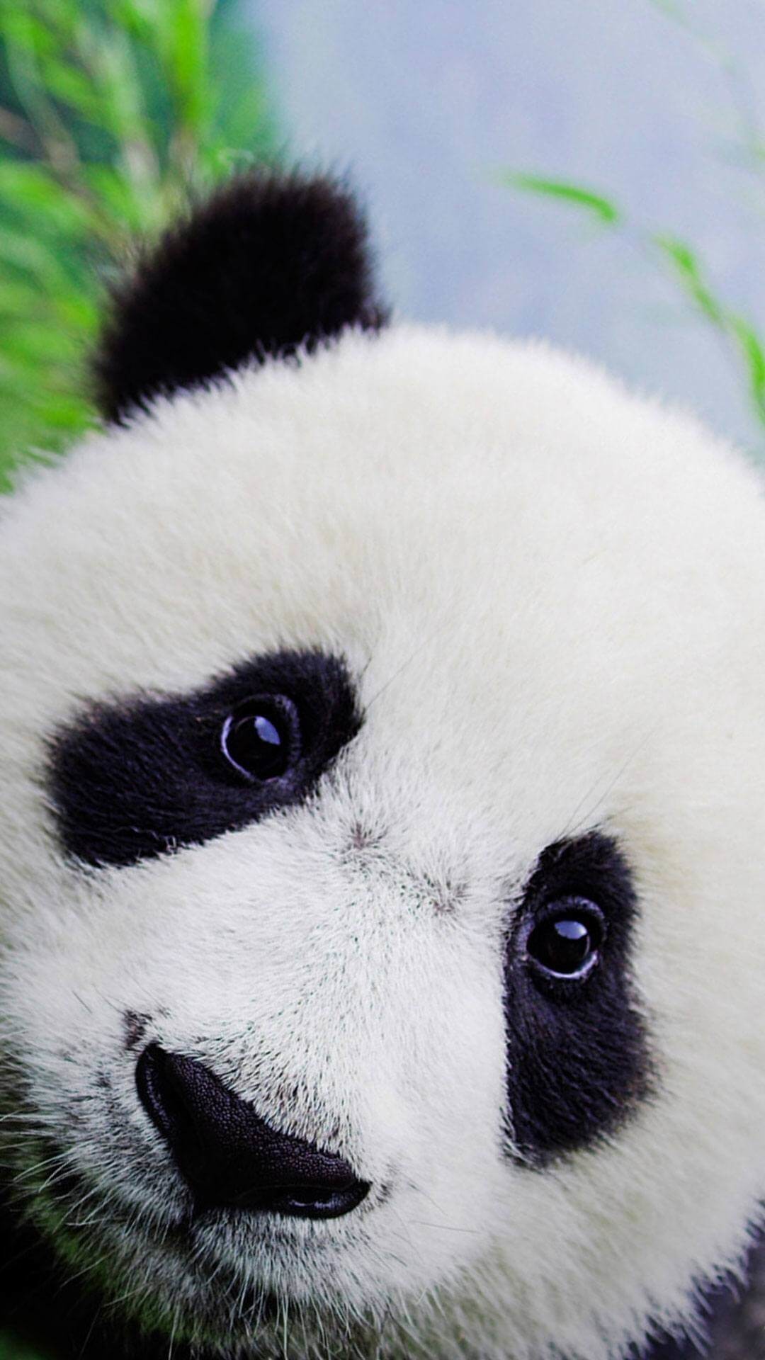Close-up of an adorable baby panda face