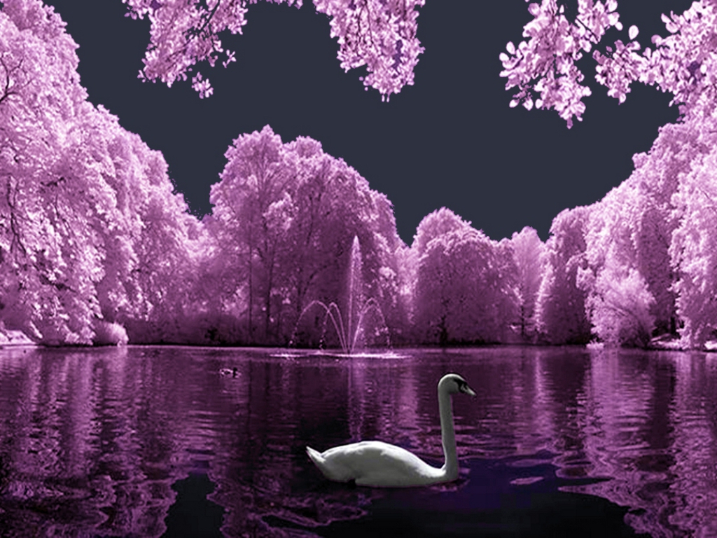  download Beautiful Swan Lake wallpaper ForWallpapercom 1024x768