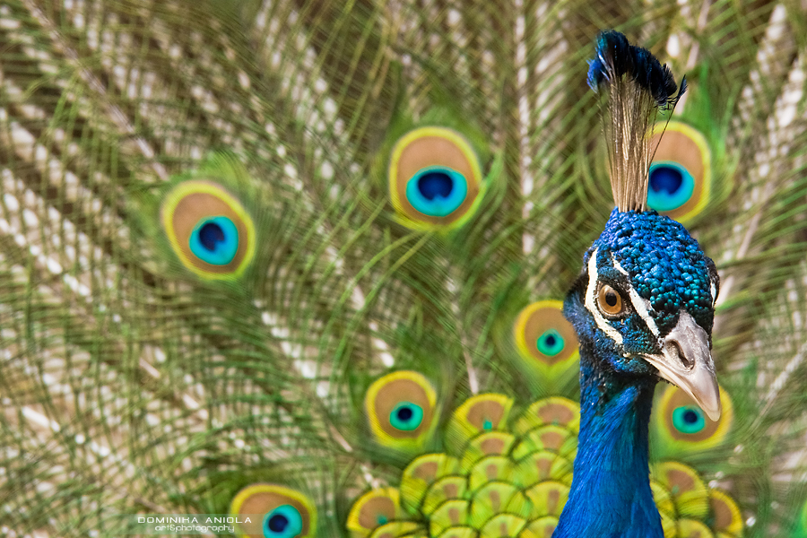 Indian Peafowl By Dominikaaniola