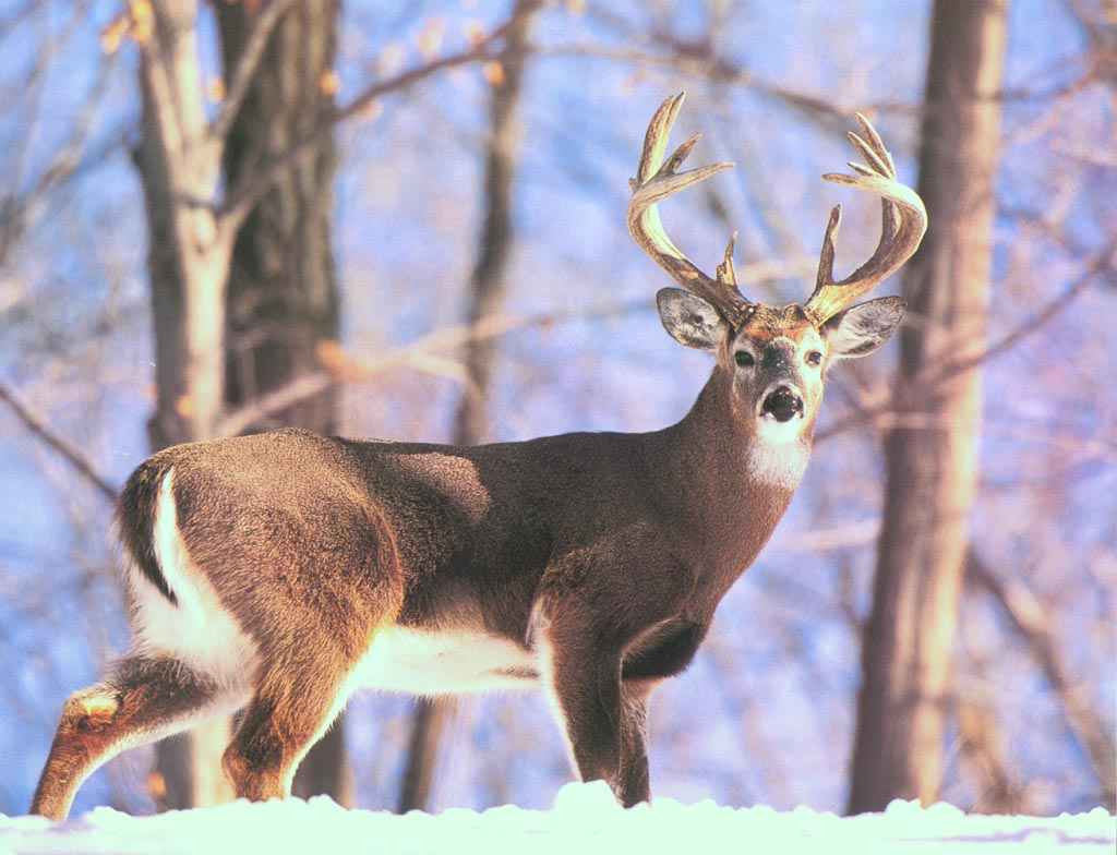Whitetail Deer Wallpaper HD Ng142yf 4usky