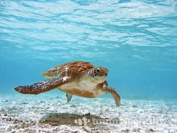 Sea Turtle iPhone Wallpaper Underwater