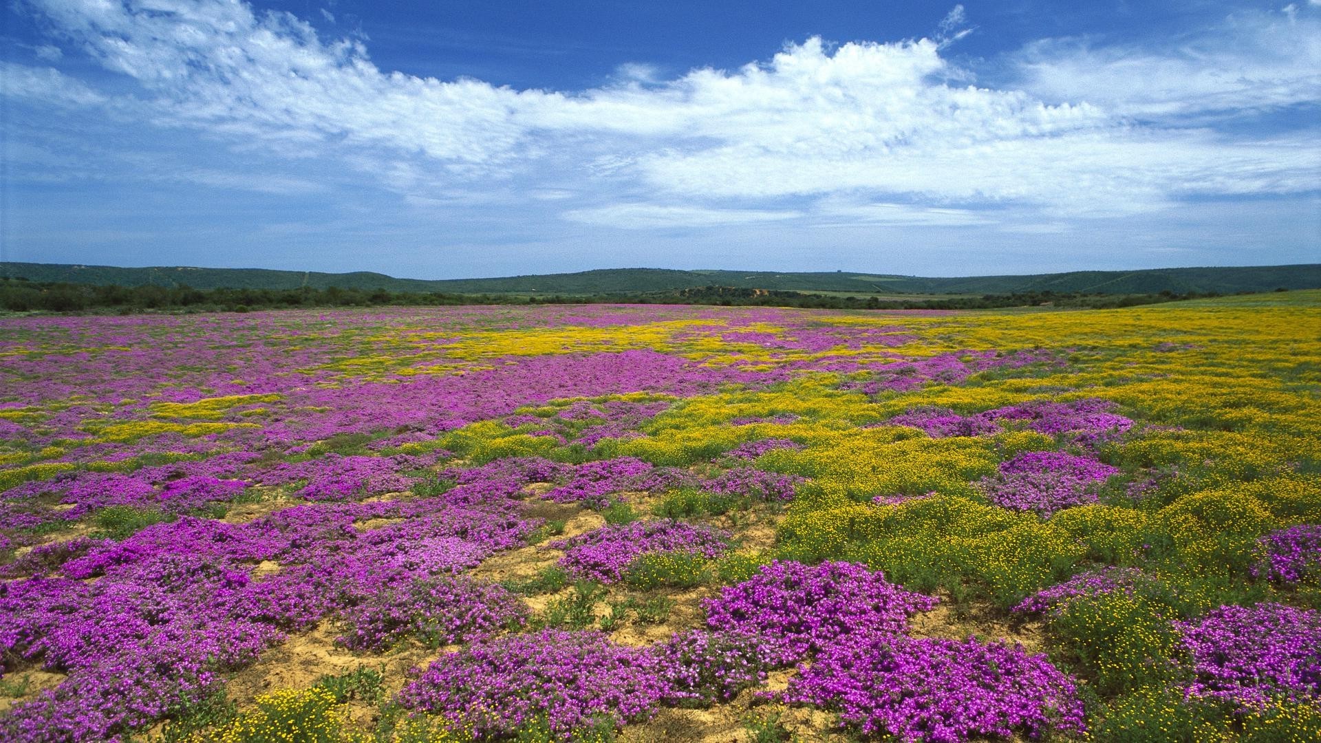 Wildflowers In South Africa Wallpaper