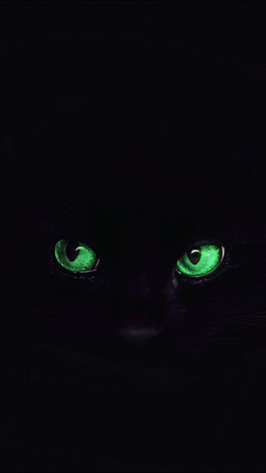 Black Cat Eyes iPhone Wallpaper Iphone wallpaper Wild animal 900x1600