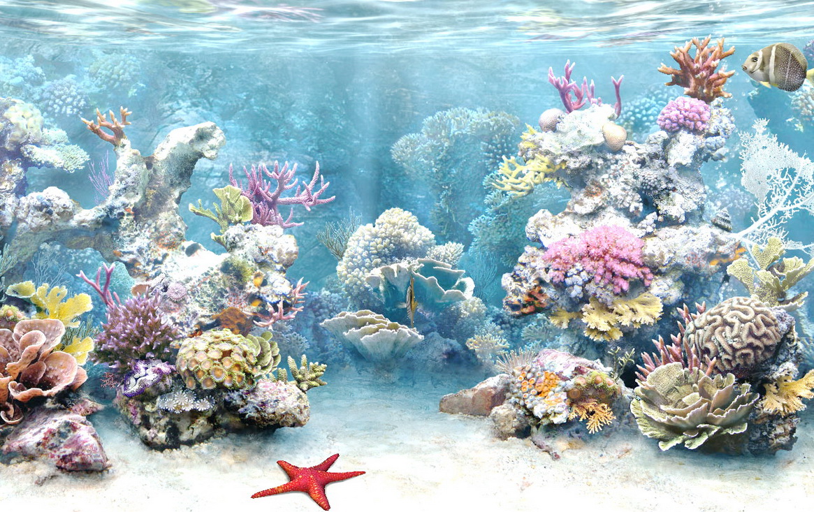 Christine Bailey Coral Reef Background