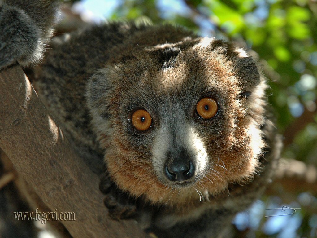 Lemur Wallpaper Image And Animals Pictures