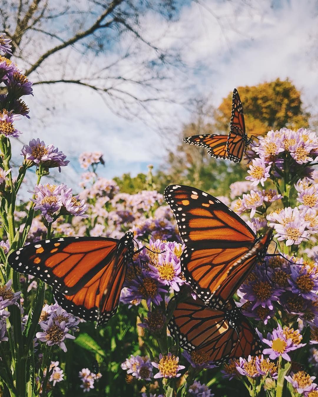 Butterfly Aesthetic Wallpaper