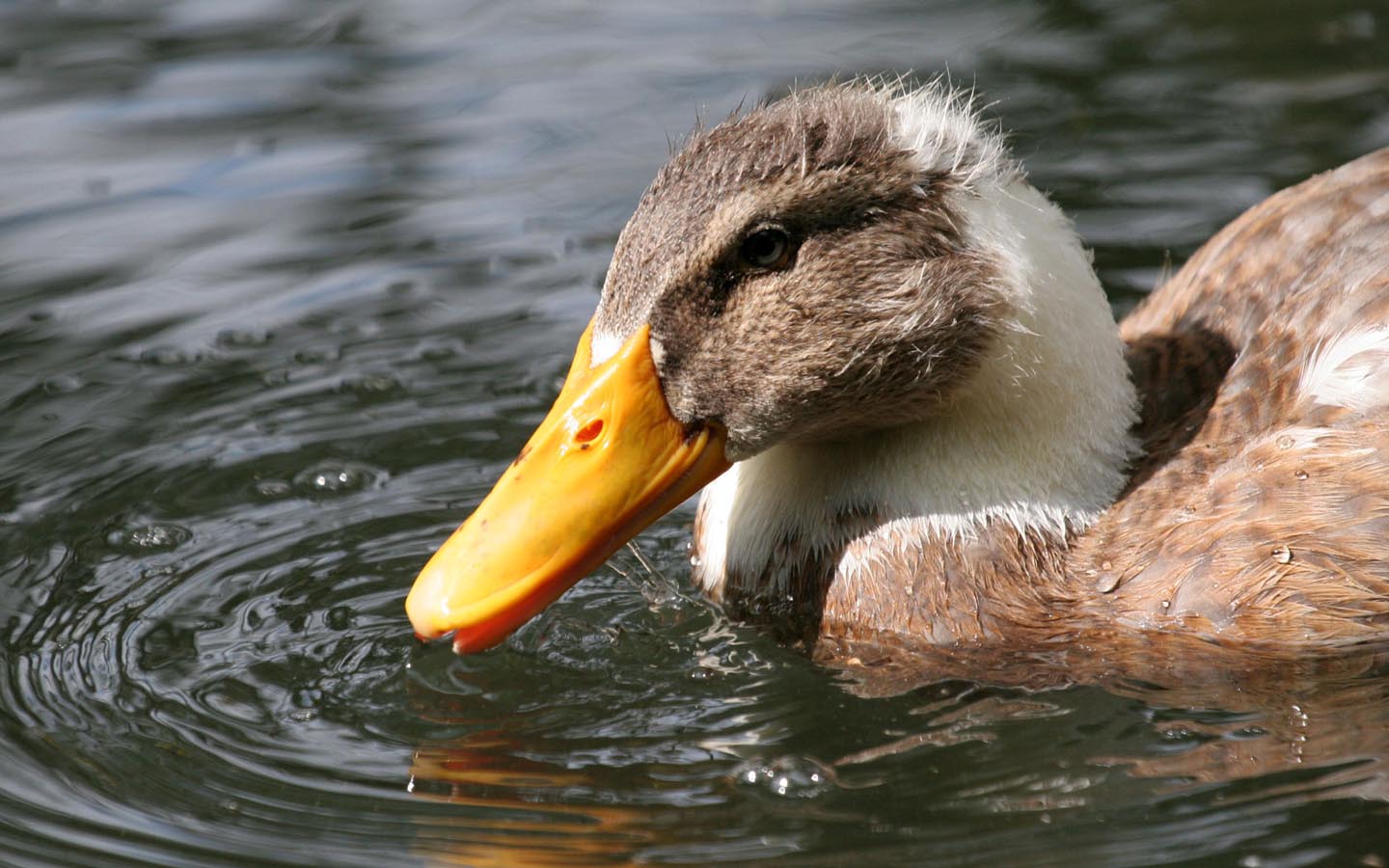 Duck Wallpaper Background