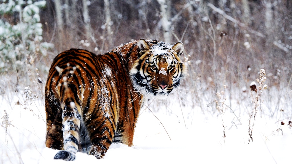 Wallpaper And Screensavers For Puter Tiger Photos Things You