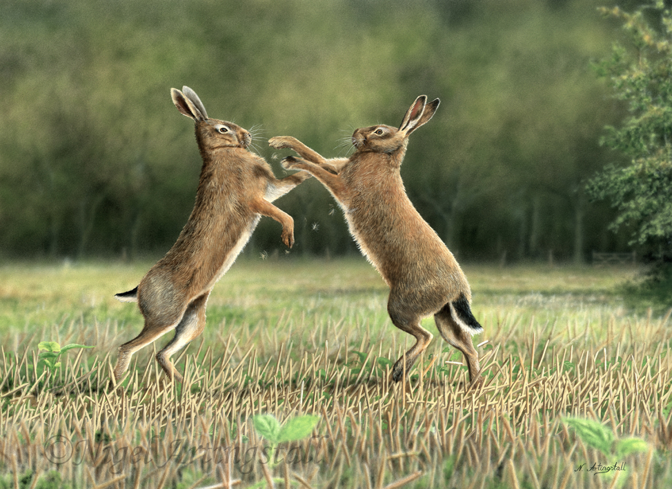 Free download Boxing Hares HD Walls Find Wallpapers [974x709] for your  Desktop, Mobile & Tablet | Explore 39+ Boxing Hare Wallpaper | Boxing Hare  Wallpaper, Hare Wallpaper, Boxing Wallpapers HD