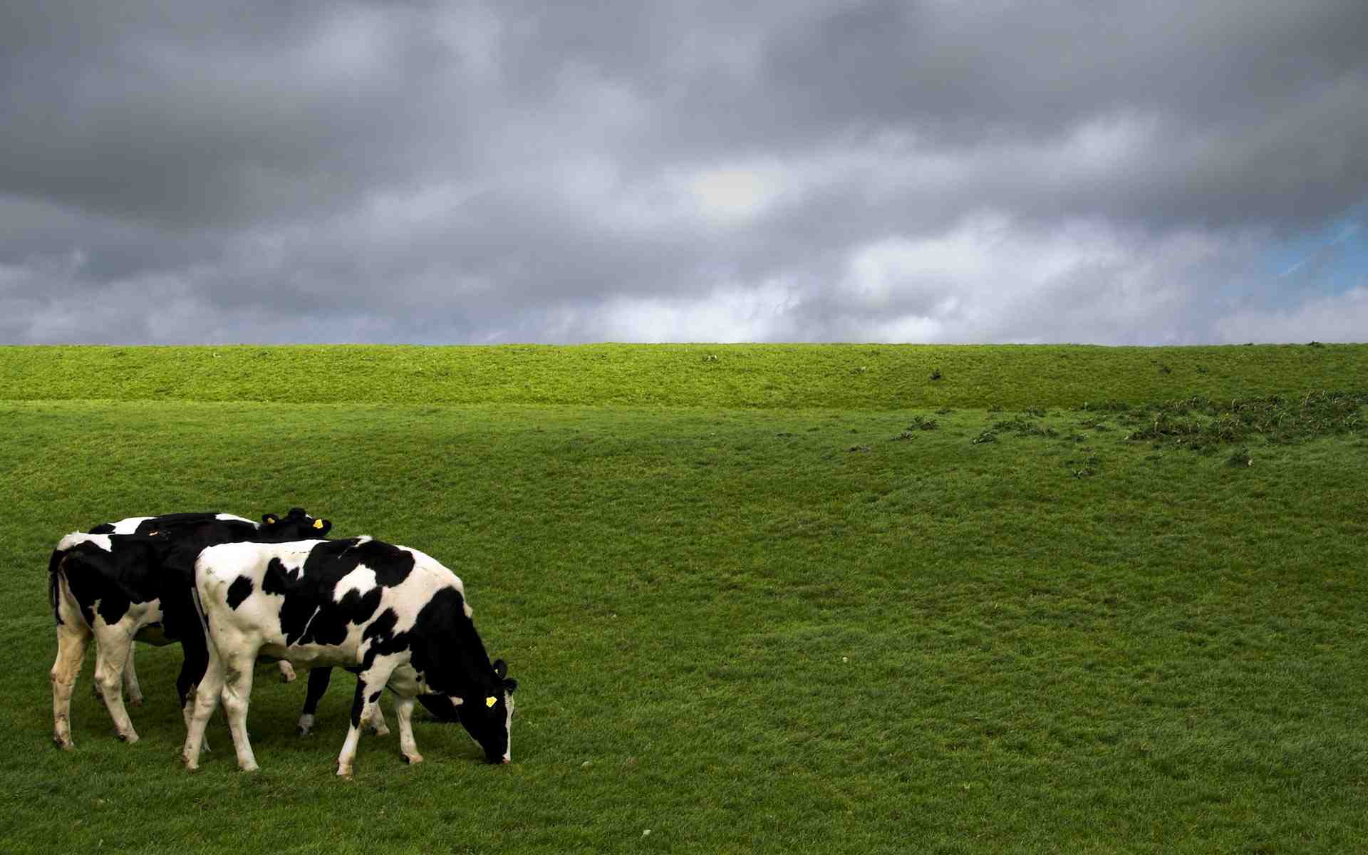 Cow Background Picture All White