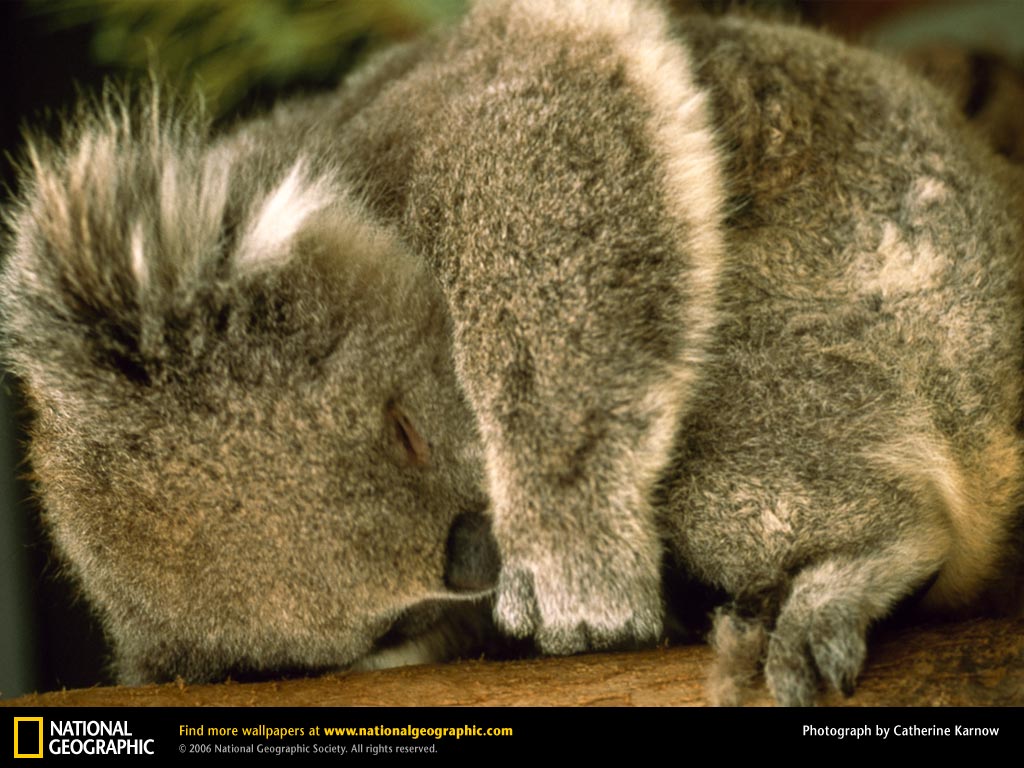 Koala Picture Desktop Wallpaper
