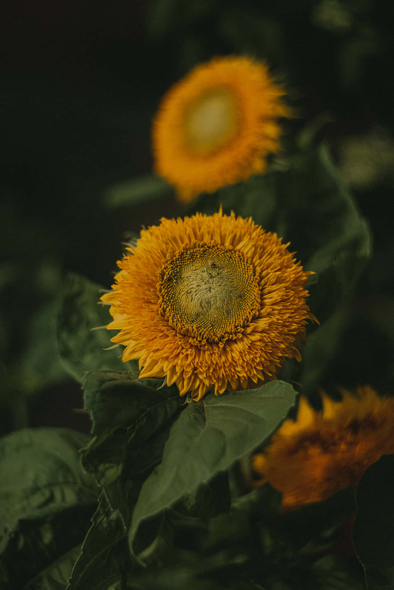 Sunflower Aesthetic iPhone Wallpaper