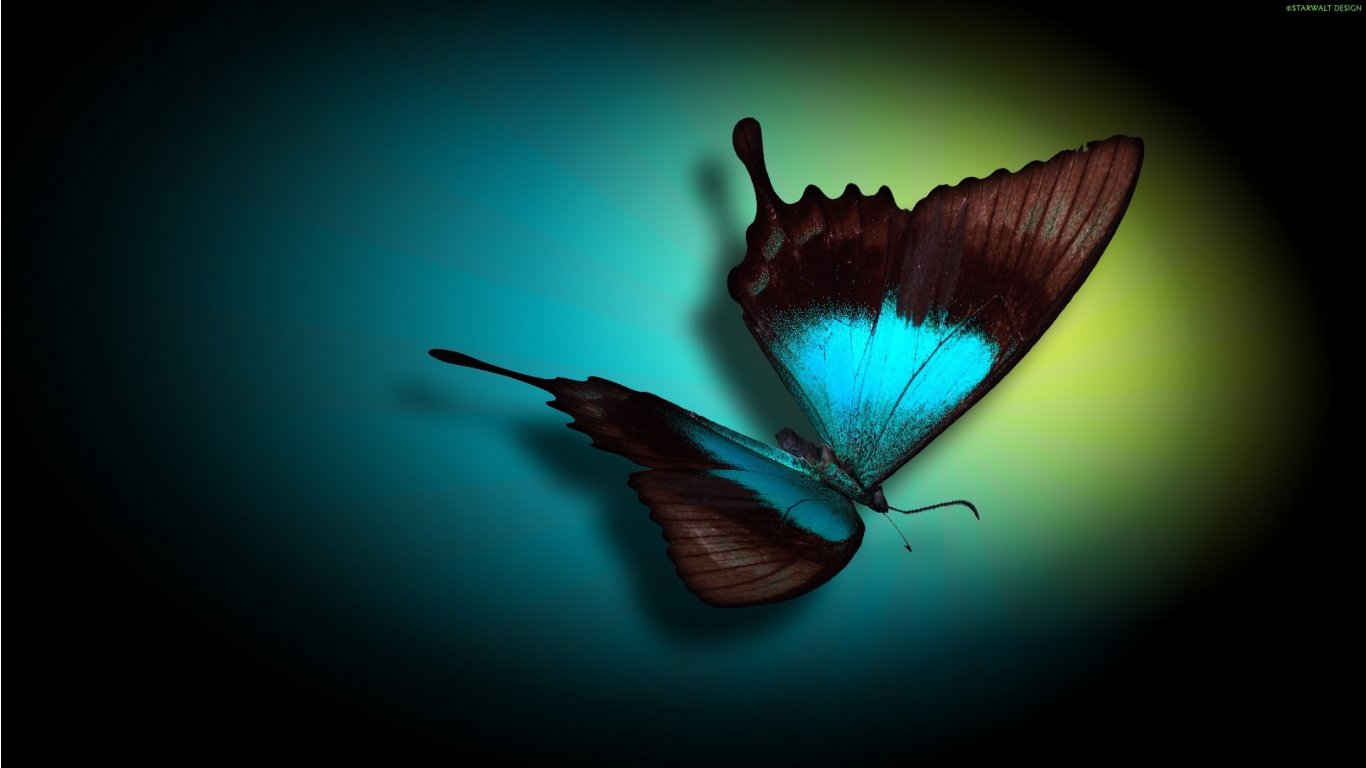 Teal Butterfly HD Wallpaper