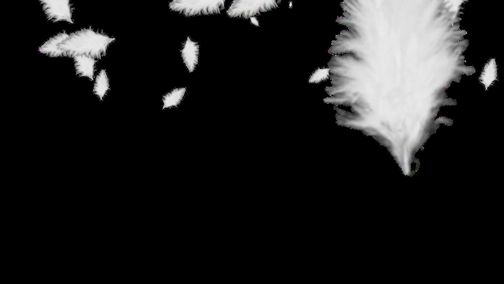 White Feathers Falling With Alpha Motion Background
