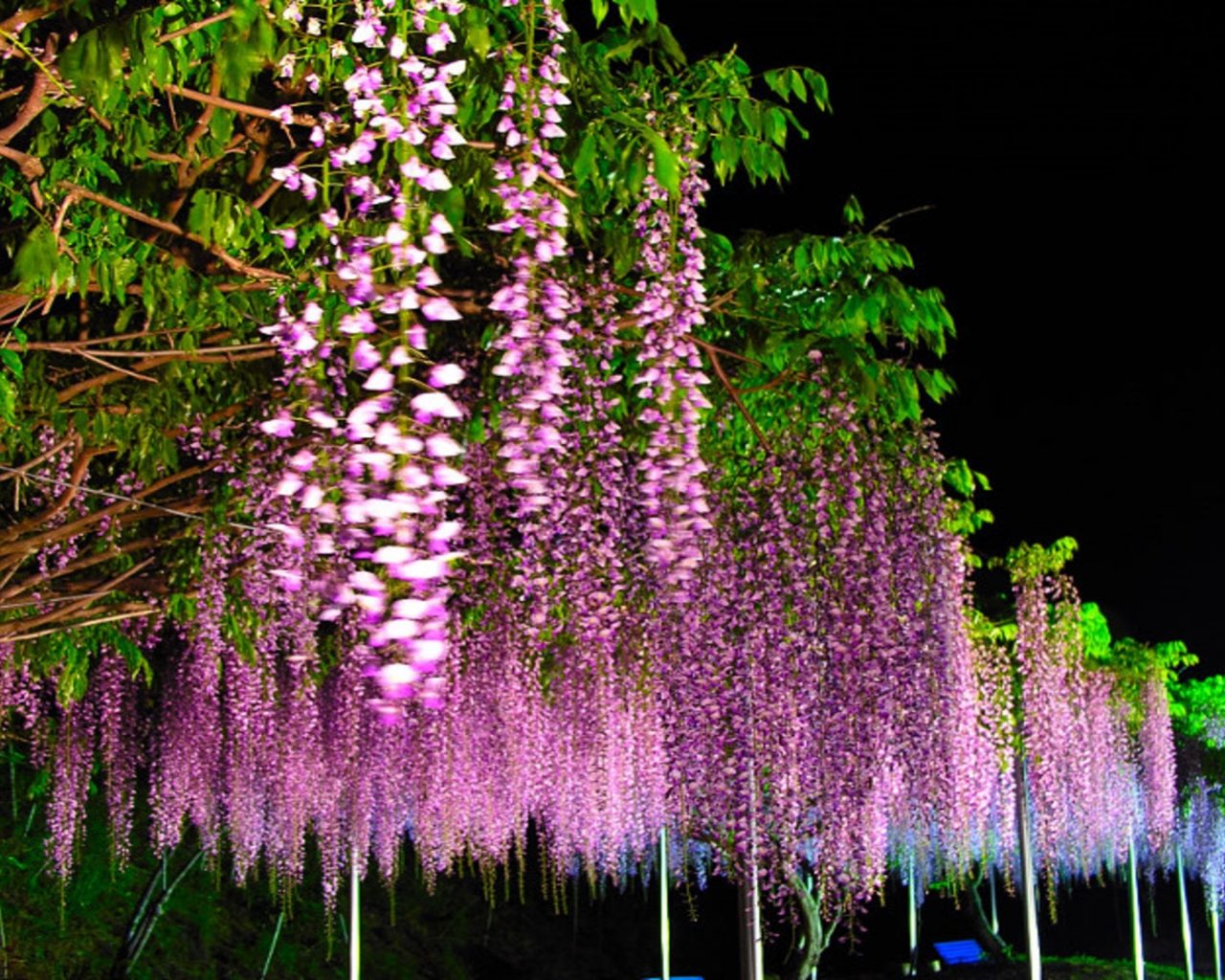 Wisteria Tree With Flowers Dark Purple Wallpaper