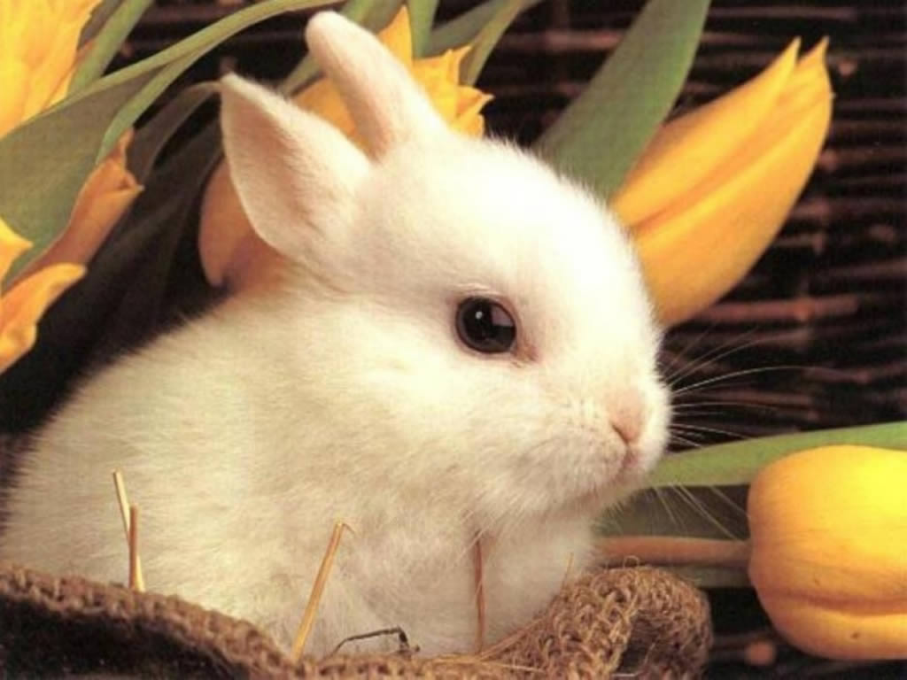 Baby Rabbit W Paper Easter Wallpaper