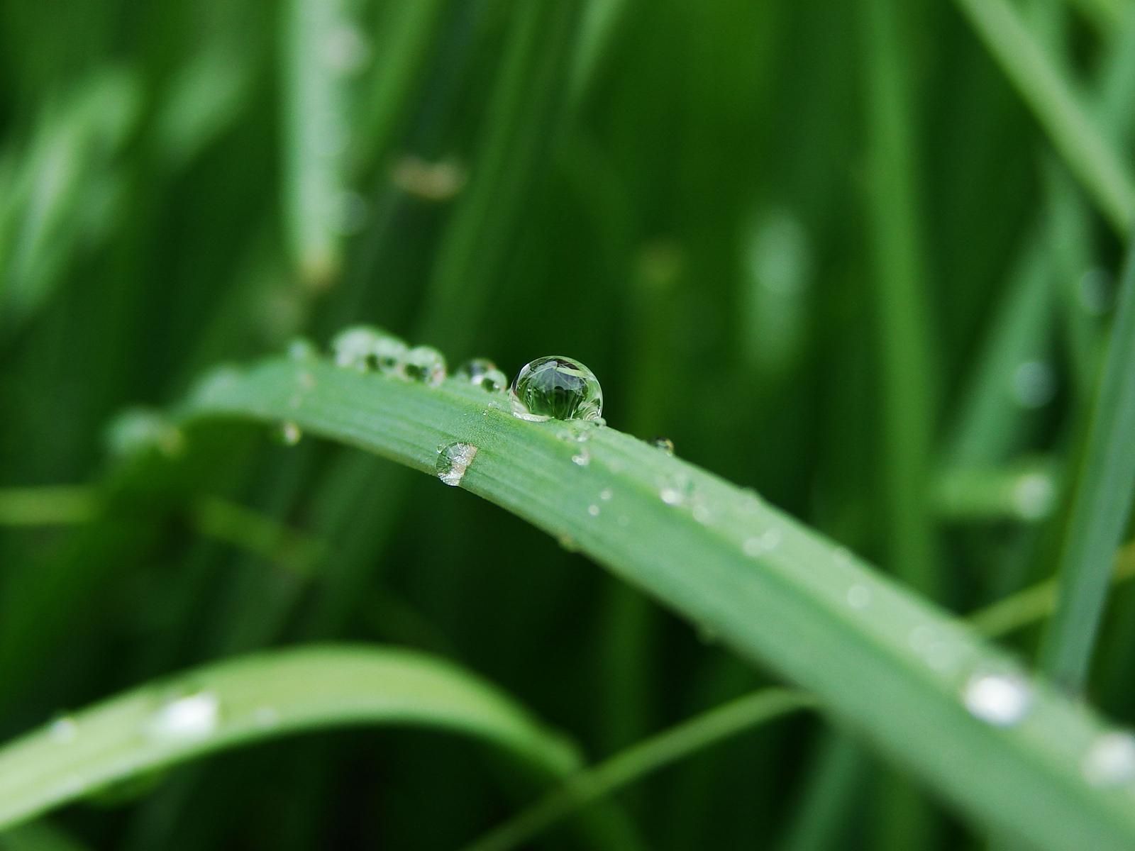 Close Up Water Drop On Grass Wallpaper