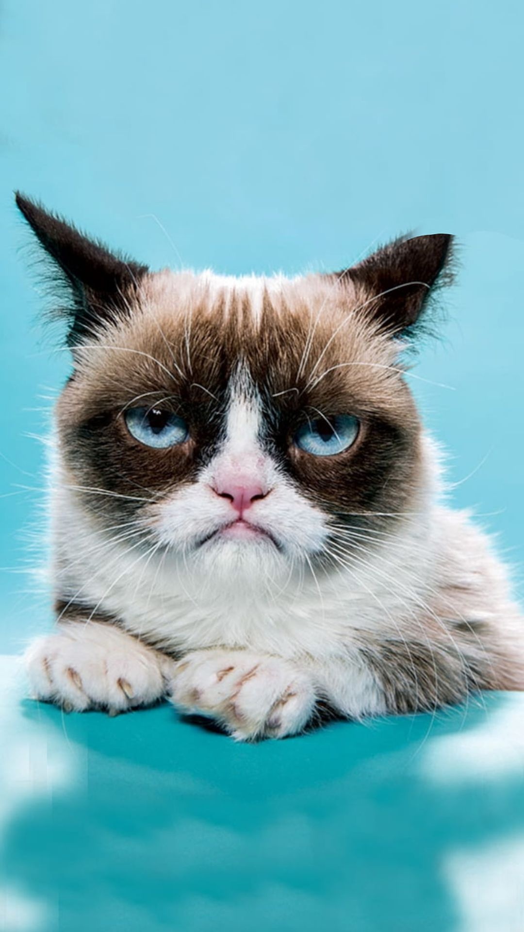 Grumpy Cat Wallpaper